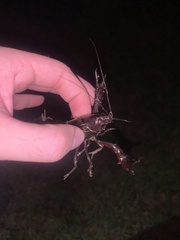Procambarus clarkii