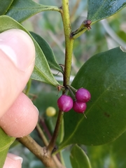Myoporum boninense