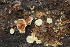 Pseudomerulius curtisii