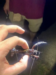Procambarus clarkii