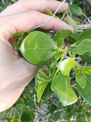 Myoporum boninense