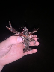 Procambarus clarkii