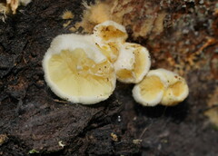 Pseudomerulius curtisii