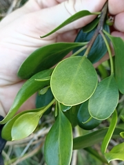 Myoporum boninense
