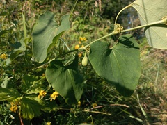 Aristolochia clematitis