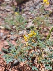 Hoffmannseggia glauca