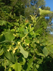 Aristolochia clematitis