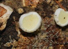 Pseudomerulius curtisii