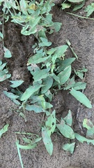 Convolvulus arvensis