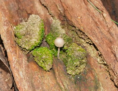 Panaeolus papilionaceus