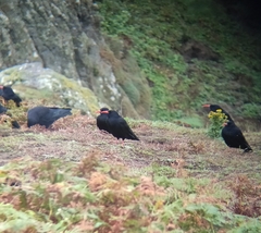 Pyrrhocorax pyrrhocorax