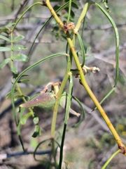 Asclepias engelmanniana
