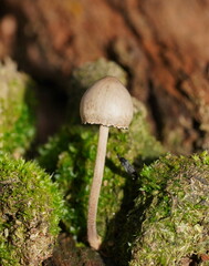Panaeolus papilionaceus