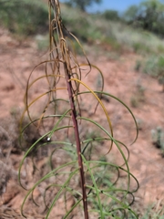 Asclepias engelmanniana