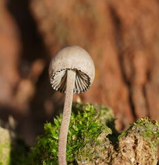 Panaeolus papilionaceus