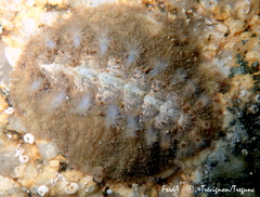 Acanthochitona fascicularis