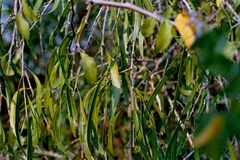 Acanthosyris falcata