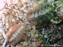 Acanthochitona fascicularis