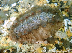 Acanthochitona fascicularis