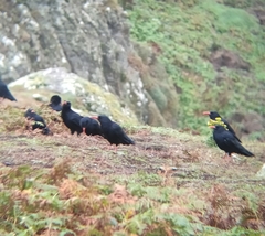 Pyrrhocorax pyrrhocorax