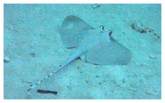 Bobward's Maskray photo 3