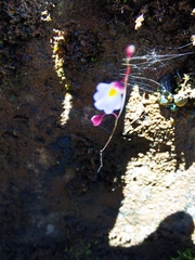 Utricularia striatula