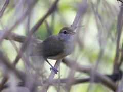 Pachysylvia aurantiifrons