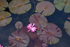 Nymphaea lotus