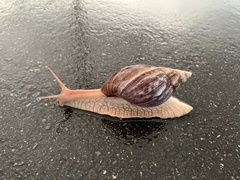 Lissachatina immaculata