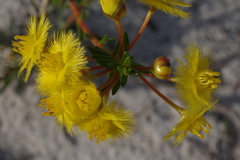 Verticordia rutilastra