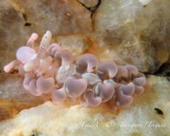 Spurilla neapolitana