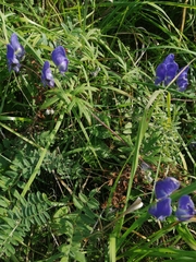Aconitum volubile