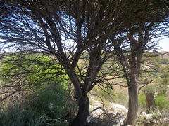 Alectryon oleifolius canescens