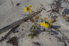 Verticordia rutilastra