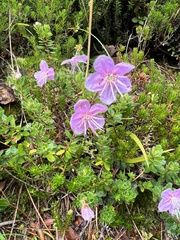 Rhodothamnus chamaecistus