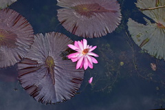 Nymphaea lotus