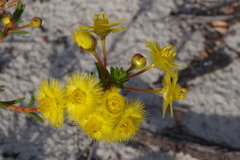 Verticordia rutilastra