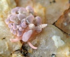 Spurilla neapolitana