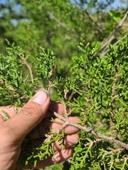 Juniperus pinchotii