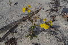 Verticordia rutilastra