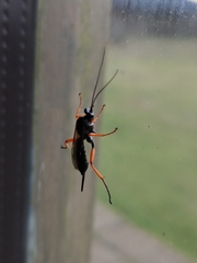 Pimpla rufipes