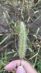 Setaria viridis
