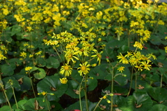 Farfugium japonicum