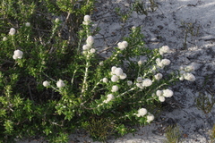 Physopsis spicata