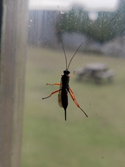 Pimpla rufipes