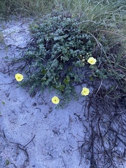 Oenothera drummondii