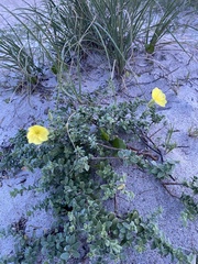 Oenothera drummondii