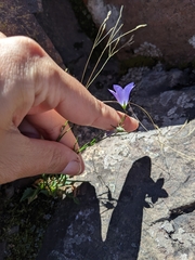 Campanula rotundifolia