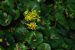 Farfugium japonicum