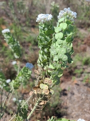 Dimorphocarpa candicans